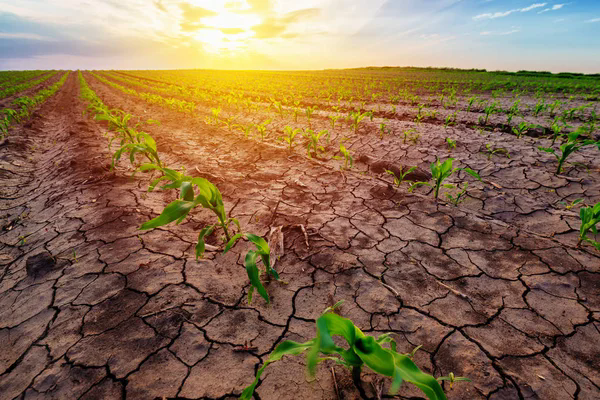 Eventi calamitosi dei mesi di giugno e luglio 2026. Presentazione delle segnalazioni inerenti ai danni subiti dalle aziende agricole a seguito degli eventi avversi mesi di giugno e luglio 2026.